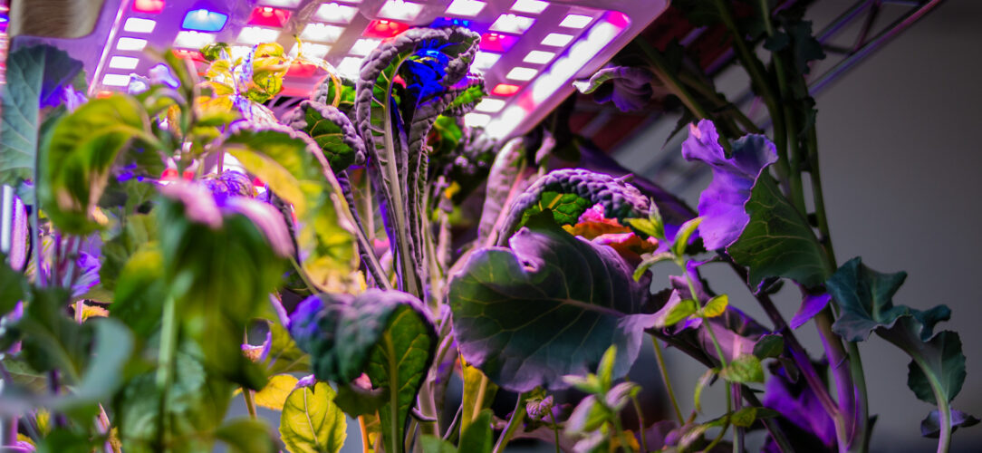 Green plants and vegetables growing under purple, white and blue UV lights for hydroponics.