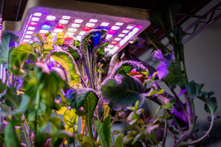 Green plants and vegetables growing under purple, white and blue UV lights for hydroponics.
