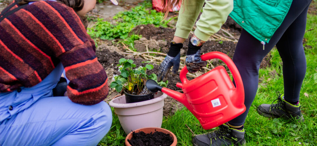 Two people watering potted plants with a red watering can